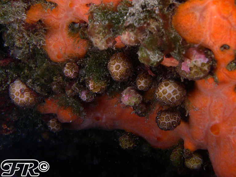 Madracis pharensis